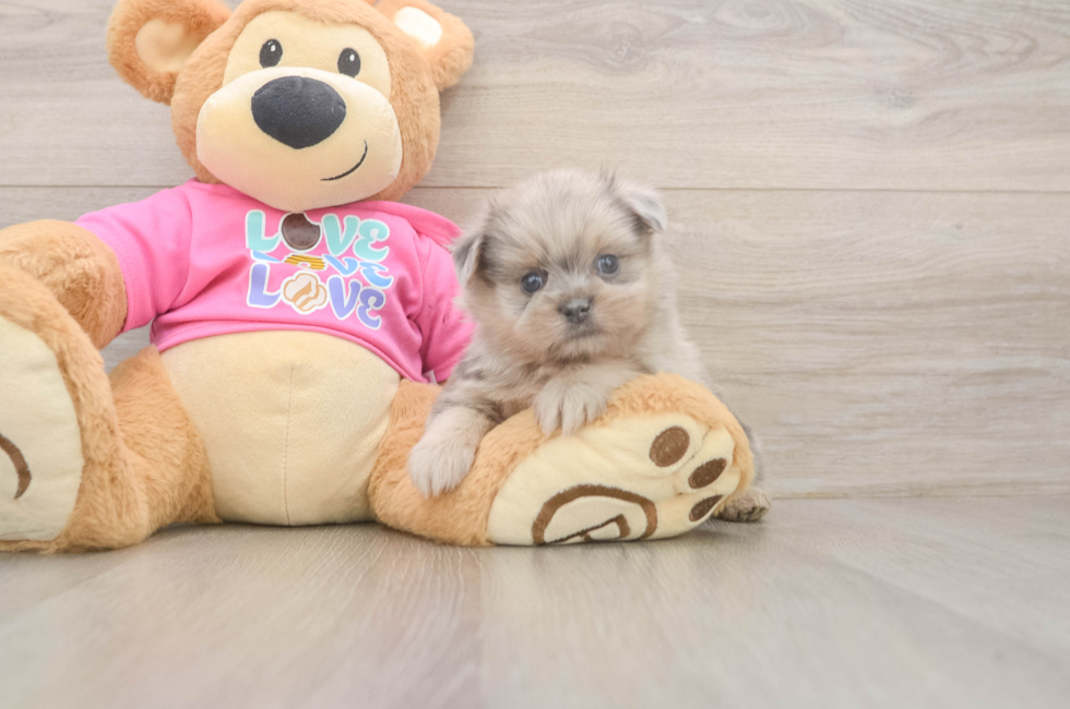 5 week old Shih Pom Puppy For Sale - Simply Southern Pups