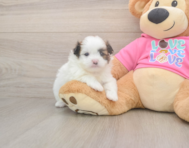5 week old Shih Pom Puppy For Sale - Simply Southern Pups
