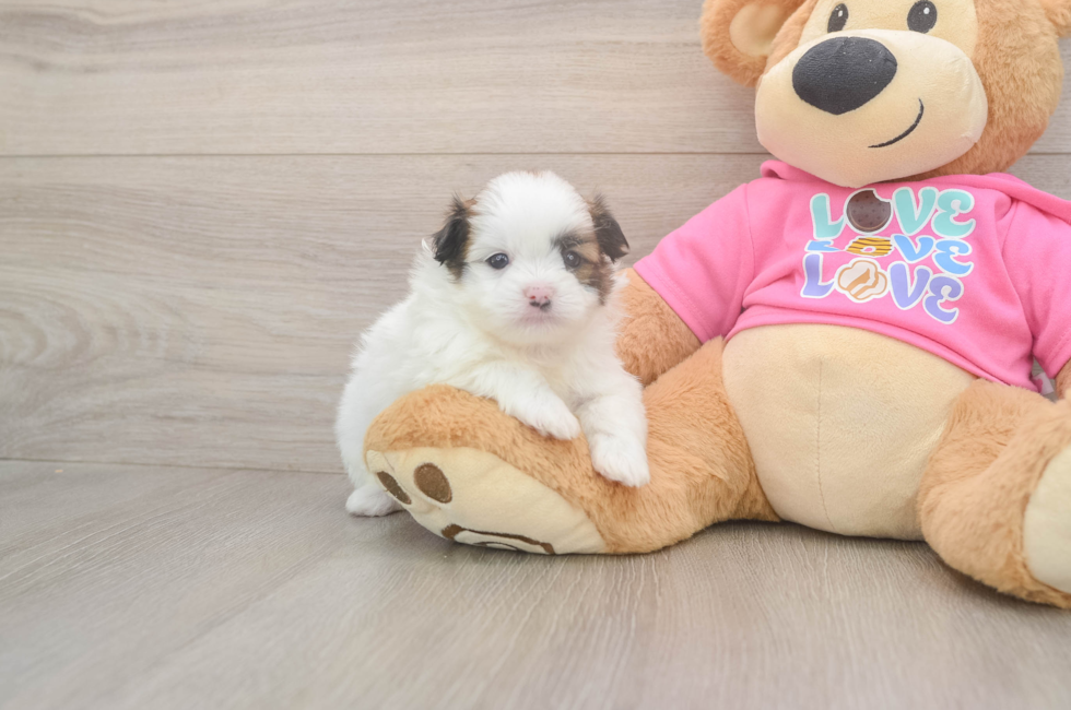 5 week old Shih Pom Puppy For Sale - Simply Southern Pups