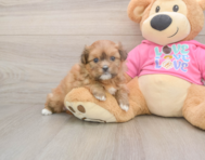 5 week old Shih Pom Puppy For Sale - Simply Southern Pups