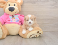 5 week old Shih Pom Puppy For Sale - Simply Southern Pups