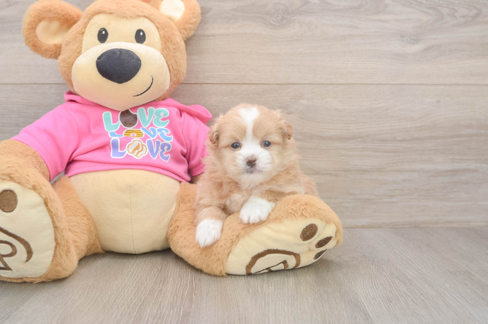 5 week old Shih Pom Puppy For Sale - Simply Southern Pups