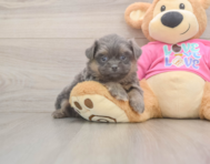5 week old Shih Pom Puppy For Sale - Simply Southern Pups