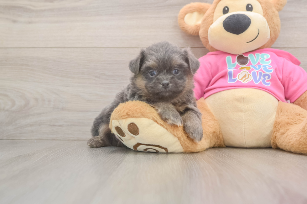 5 week old Shih Pom Puppy For Sale - Simply Southern Pups