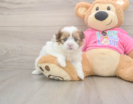 5 week old Shih Pom Puppy For Sale - Simply Southern Pups