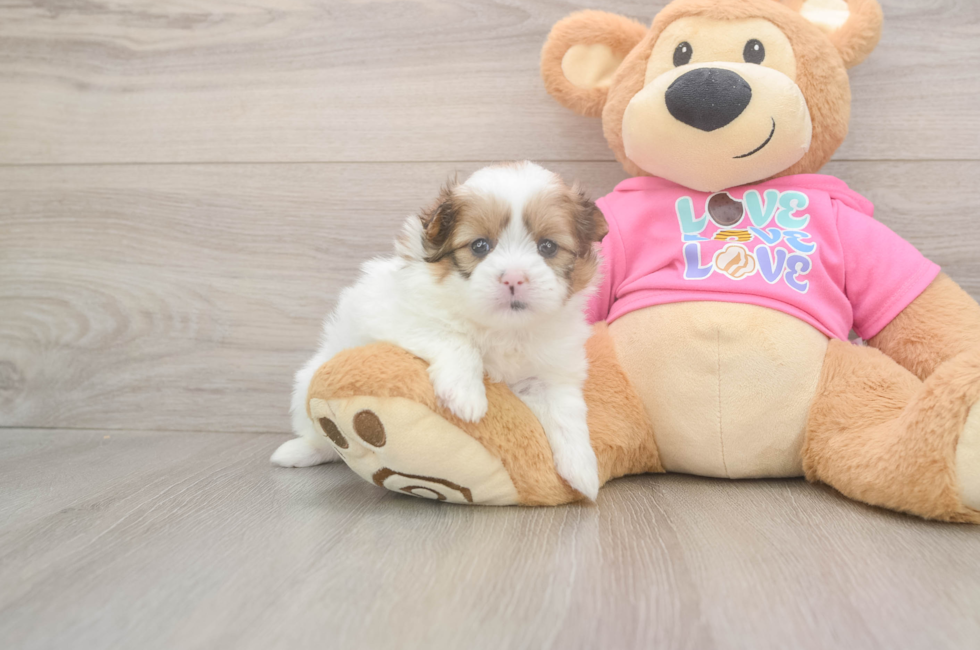 5 week old Shih Pom Puppy For Sale - Simply Southern Pups