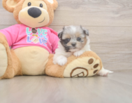 6 week old Shih Pom Puppy For Sale - Simply Southern Pups