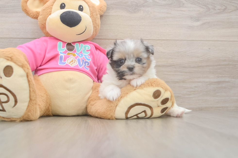 5 week old Shih Pom Puppy For Sale - Simply Southern Pups