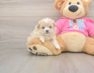 5 week old Shih Pom Puppy For Sale - Simply Southern Pups