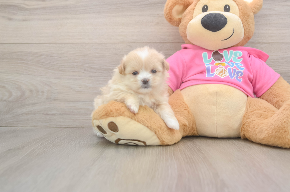 5 week old Shih Pom Puppy For Sale - Simply Southern Pups