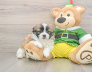 5 week old Shih Pom Puppy For Sale - Simply Southern Pups