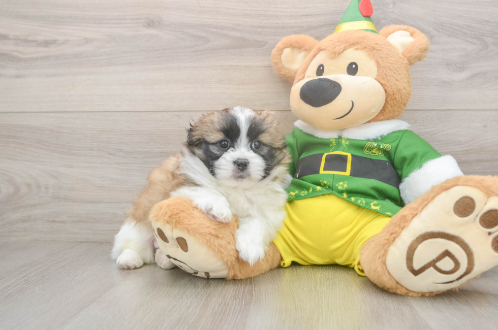 5 week old Shih Pom Puppy For Sale - Simply Southern Pups