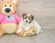7 week old Shih Pom Puppy For Sale - Simply Southern Pups
