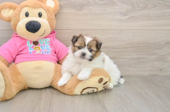 Shih Pom Pup Being Cute
