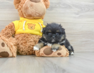 6 week old Shih Pom Puppy For Sale - Simply Southern Pups