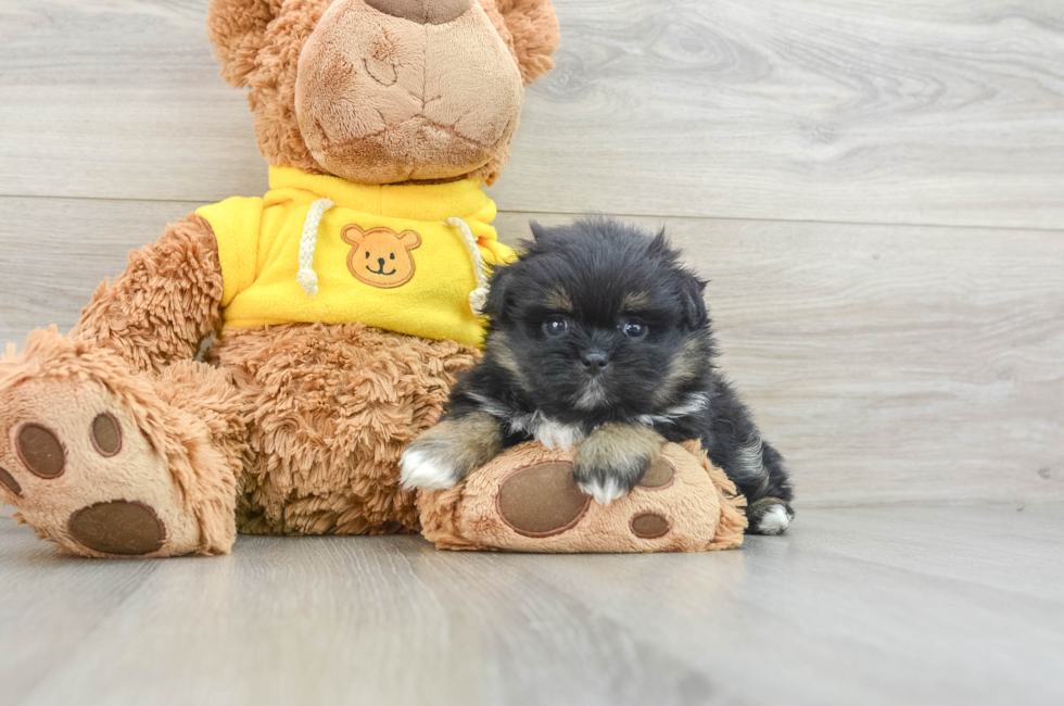 6 week old Shih Pom Puppy For Sale - Simply Southern Pups
