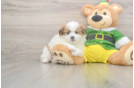 Petite Shih Pom Designer Pup