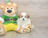 5 week old Shih Pom Puppy For Sale - Simply Southern Pups