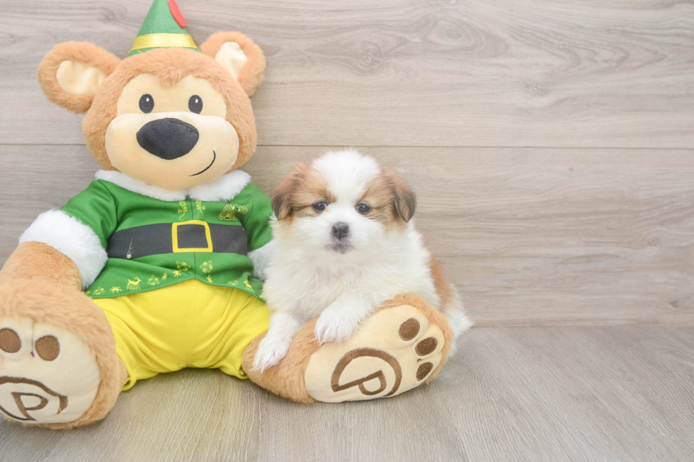Fluffy Shih Pom Designer Pup