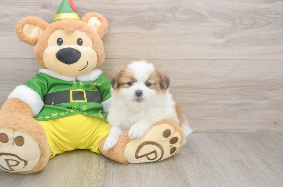 5 week old Shih Pom Puppy For Sale - Simply Southern Pups