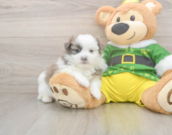 5 week old Shih Pom Puppy For Sale - Simply Southern Pups
