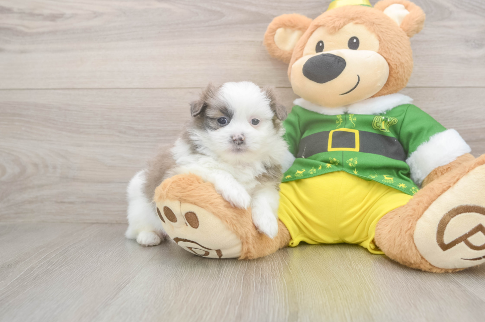 5 week old Shih Pom Puppy For Sale - Simply Southern Pups