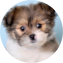 Shih Pom Puppy For Sale - Simply Southern Pups