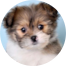 Shih Pom Puppy For Sale - Simply Southern Pups