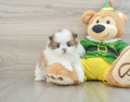 5 week old Shih Pom Puppy For Sale - Simply Southern Pups