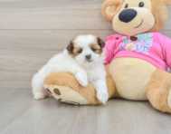 5 week old Shih Pom Puppy For Sale - Simply Southern Pups