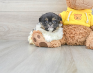 9 week old Shih Pom Puppy For Sale - Simply Southern Pups