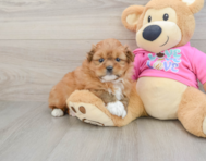5 week old Shih Pom Puppy For Sale - Simply Southern Pups