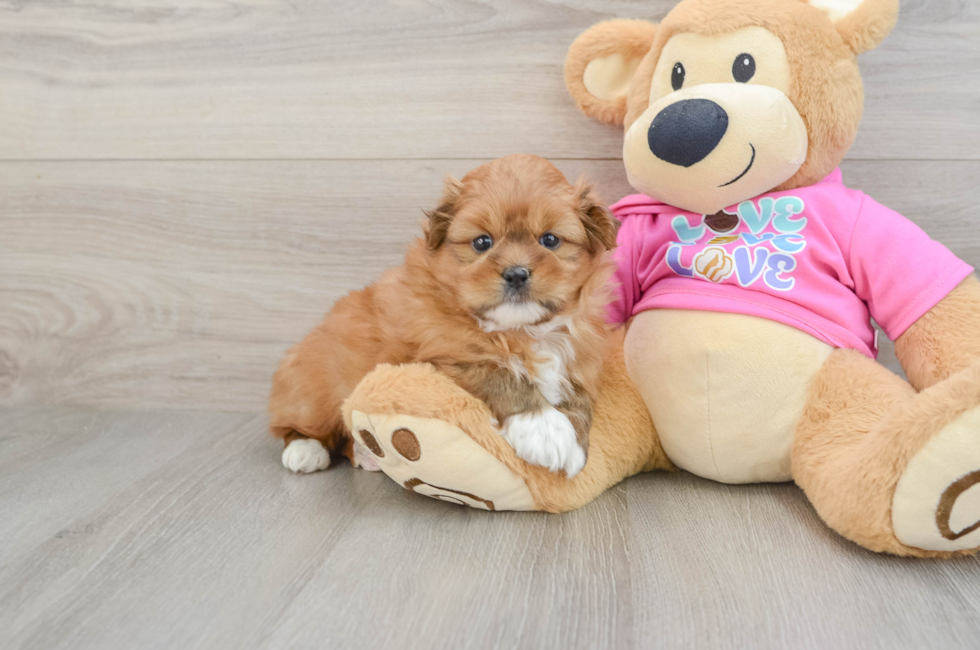 5 week old Shih Pom Puppy For Sale - Simply Southern Pups