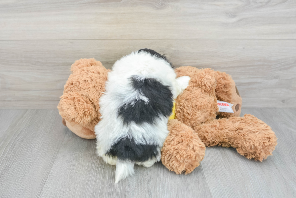 Shih Pom Puppy for Adoption