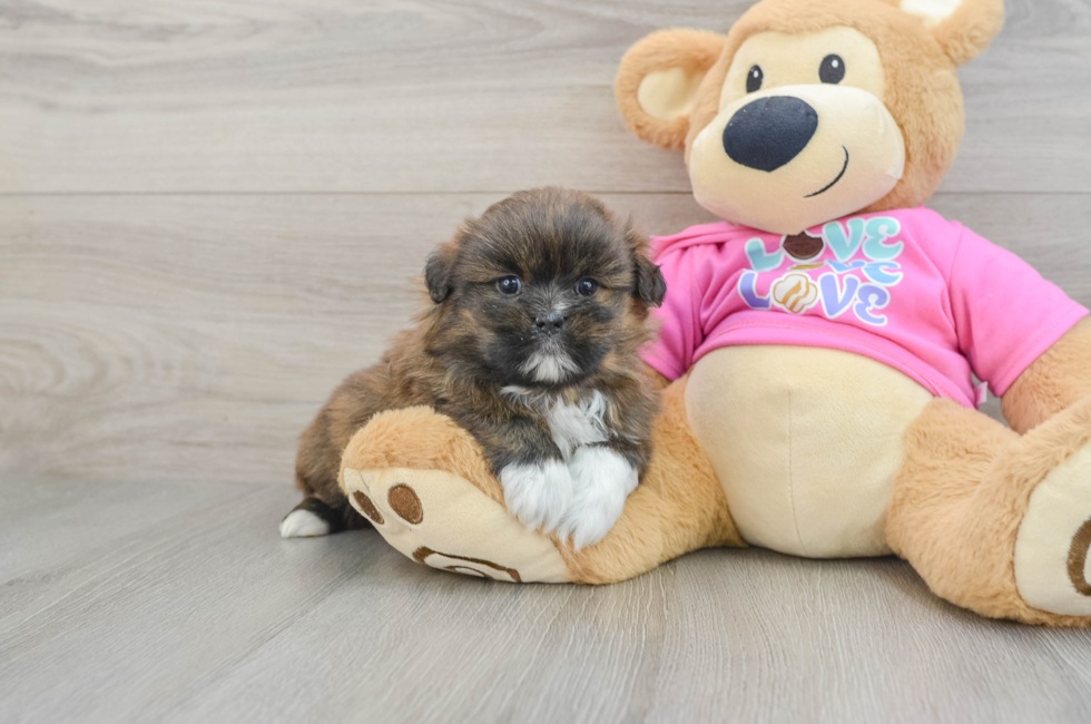 5 week old Shih Pom Puppy For Sale - Simply Southern Pups