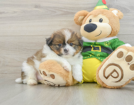 5 week old Shih Pom Puppy For Sale - Simply Southern Pups