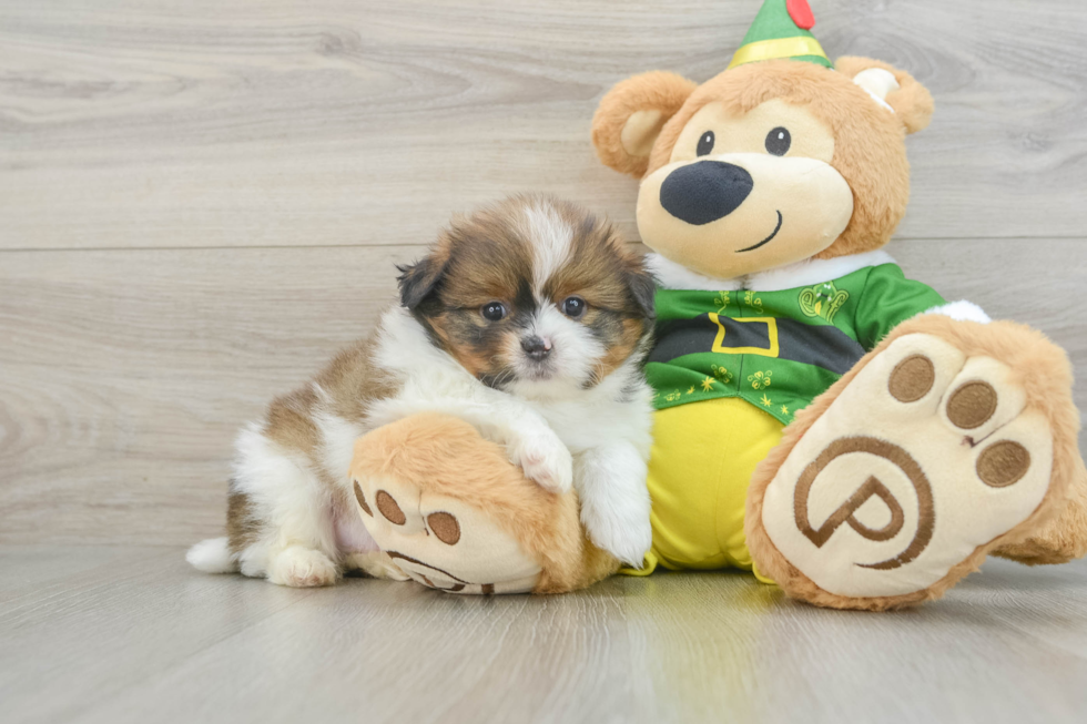 Shih Pom Puppy for Adoption