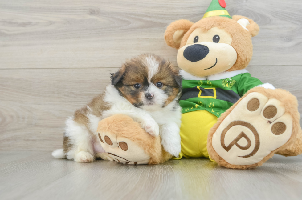 6 week old Shih Pom Puppy For Sale - Simply Southern Pups