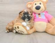 6 week old Shih Pom Puppy For Sale - Simply Southern Pups