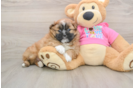 Shih Pom Puppy for Adoption