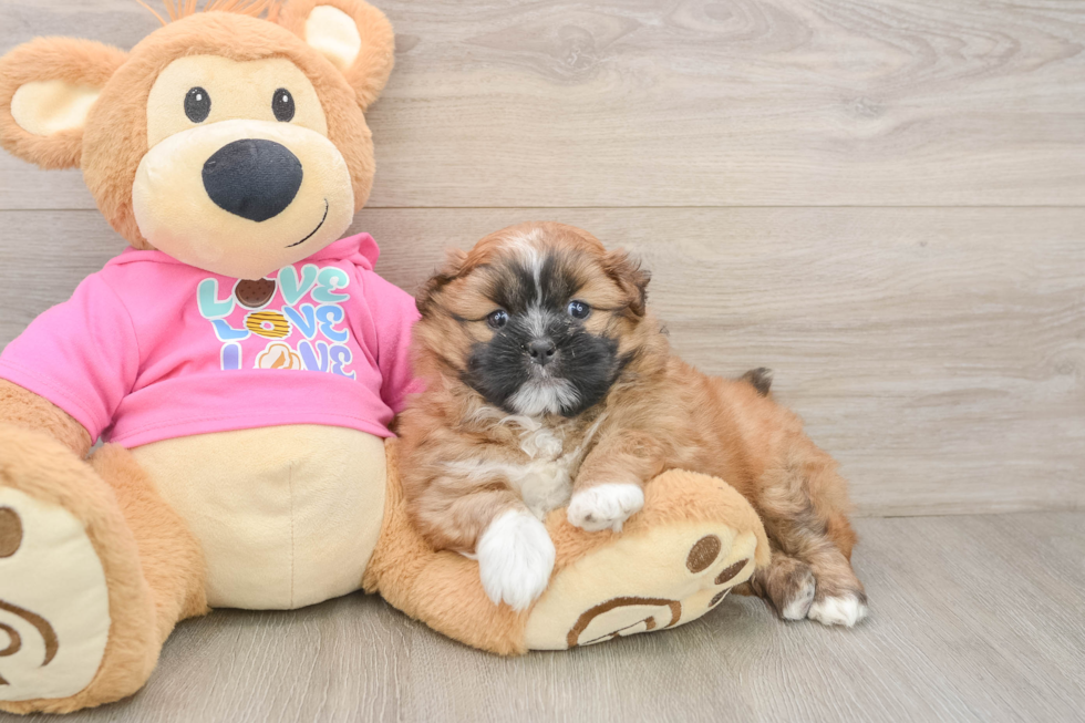 Shih Pom Puppy for Adoption