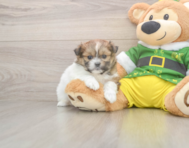 5 week old Shih Pom Puppy For Sale - Simply Southern Pups