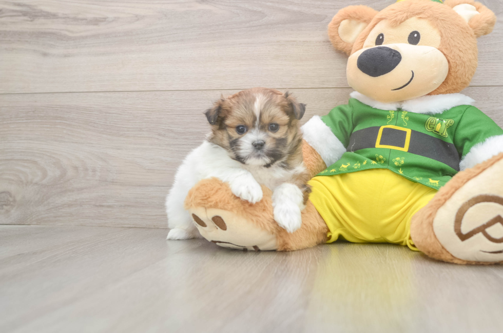 5 week old Shih Pom Puppy For Sale - Simply Southern Pups
