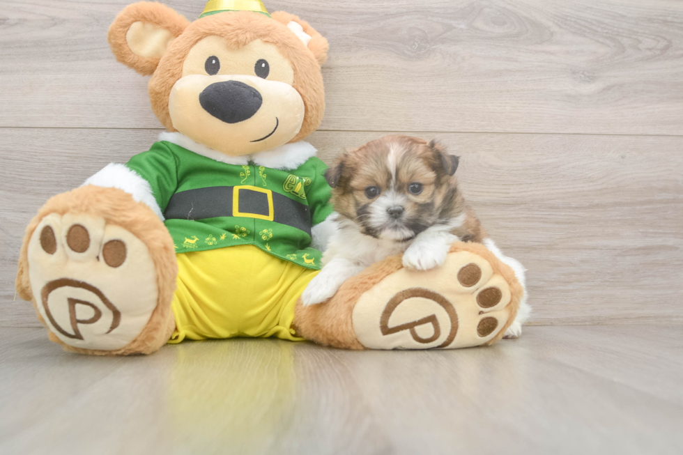 Shih Pom Puppy for Adoption