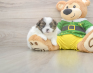 5 week old Shih Pom Puppy For Sale - Simply Southern Pups