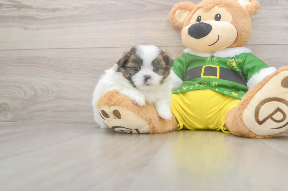 5 week old Shih Pom Puppy For Sale - Simply Southern Pups