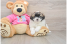 Shih Pom Puppy for Adoption