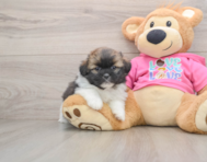 5 week old Shih Pom Puppy For Sale - Simply Southern Pups