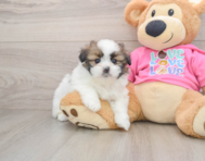 5 week old Shih Pom Puppy For Sale - Simply Southern Pups