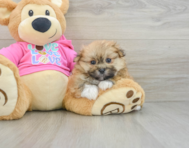 6 week old Shih Pom Puppy For Sale - Simply Southern Pups